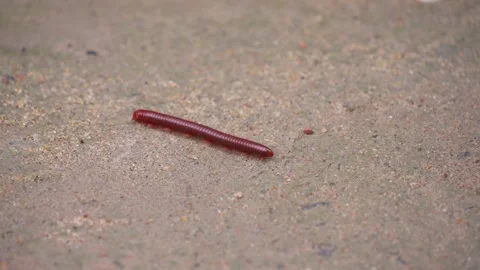 A millipede is moving across the ground. Stock Footage 346775000