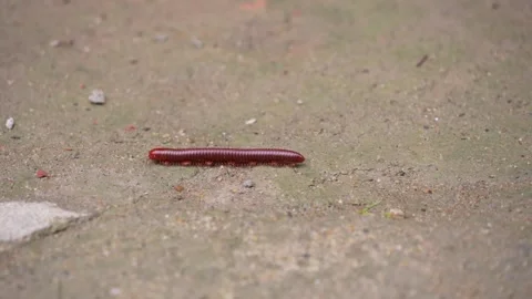 A millipede is moving across the ground. Stock Footage 346775156