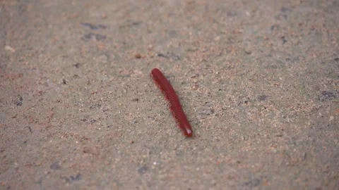 A millipede is moving across the ground. Stock Footage 346775160
