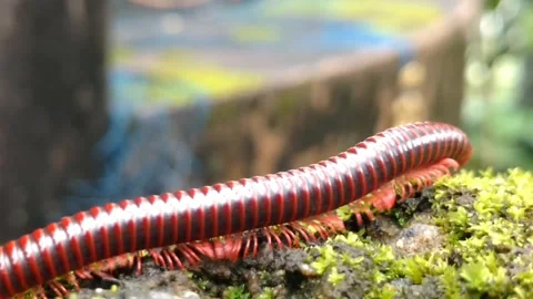 Millipede moving Stock Footage 160327713