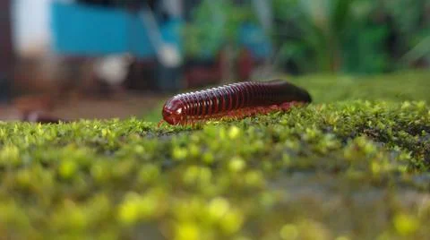 A millipede moving Stock Photos