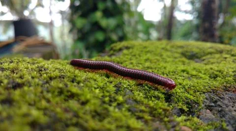 A millipede moving Stock Photos