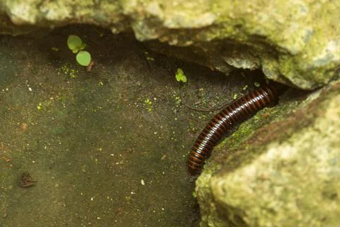 Millipede is moving into the rocks Stock Photos
