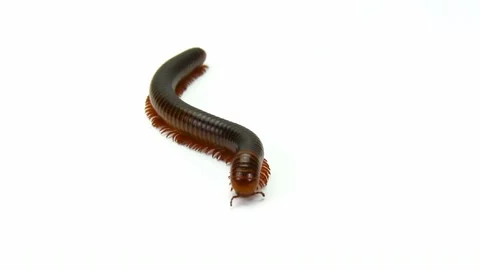 Millipede moving on white background Stock Footage 227076787
