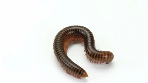 Millipede moving on white background Stock Footage 227076790
