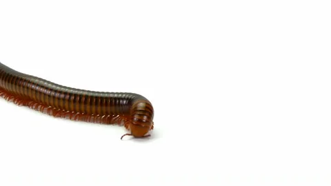 Millipede moving on white background Stock Footage 227076794