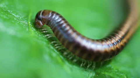 Millipede - Myriapoda Stock-Footage 24631597