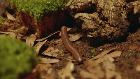 Millipede near tree in 4k Ultra HD Slow Motion Stock Footage 261483643