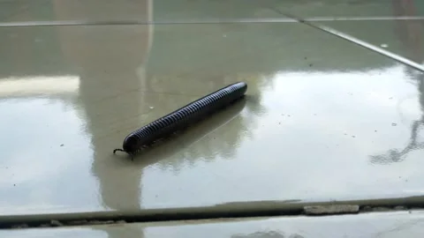 Millipede or diplopoda Stock Footage 210118249