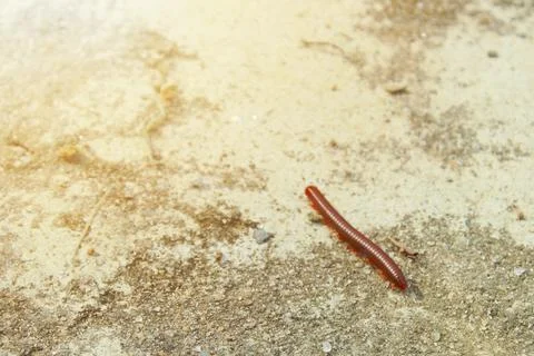 Millipede or luwing walking Stock Photos
