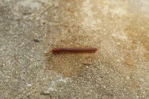 Millipede or luwing walking Foto stock