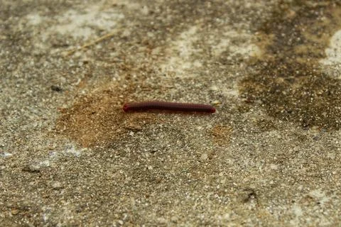 Millipede or luwing walking Stock Photos