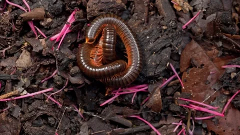 Millipede Pair Separating After Mating on Tropical Forest Floor Видео 336782994