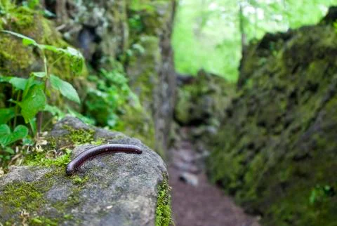 Millipede Foto stock