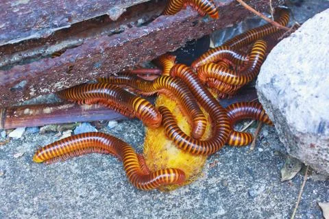 Millipede Stock Photos