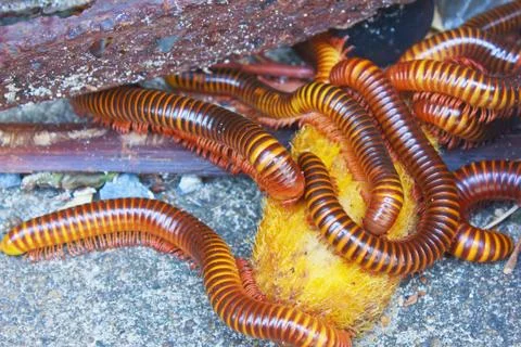 Millipede Photos
