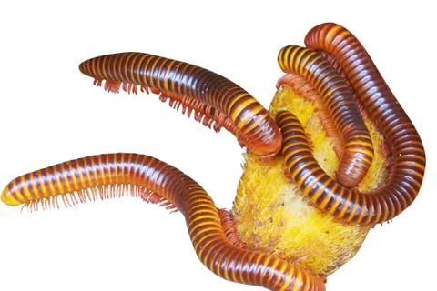 Millipede Stock Photos