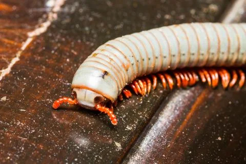 Millipede Stock Photos