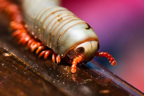 Millipede Stock Photos