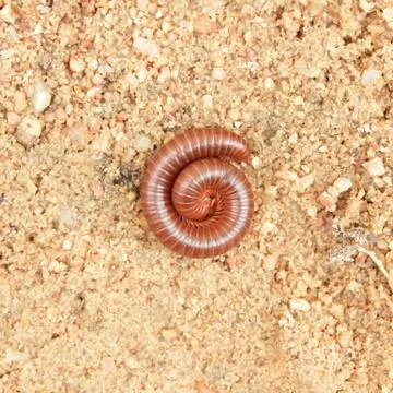 Millipede. Stock Photos