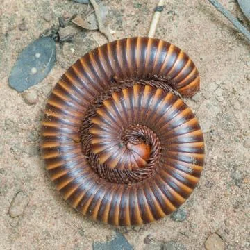 Millipede Stock Photos