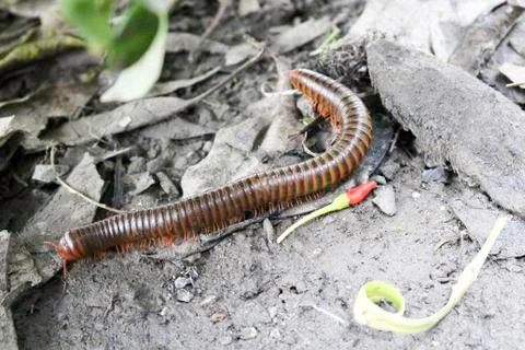 Millipede Stock Photos