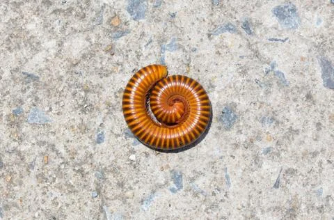 Millipede 스톡 사진