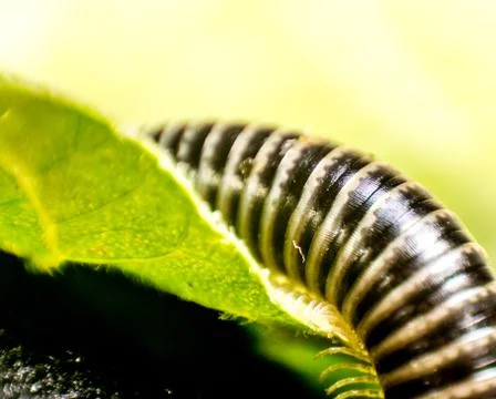Millipede Stock Photos