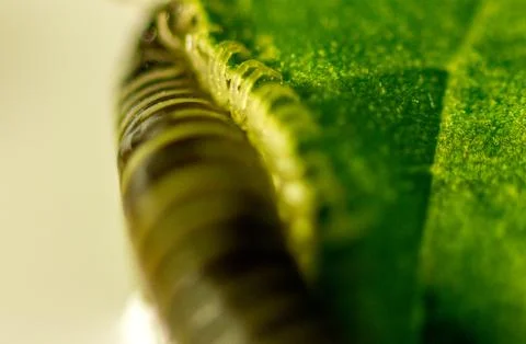 Millipede Stock Photos