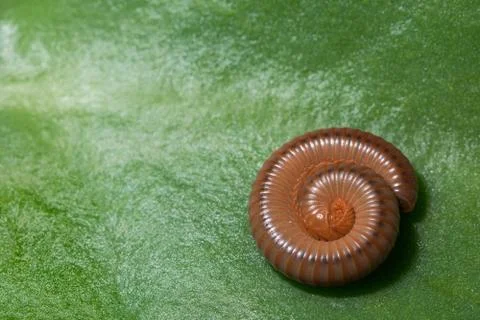 Millipede Stock Photos