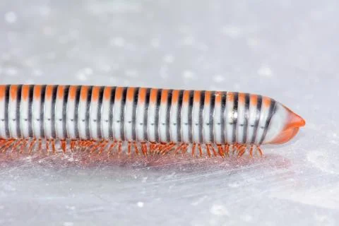Millipede Stock Photos