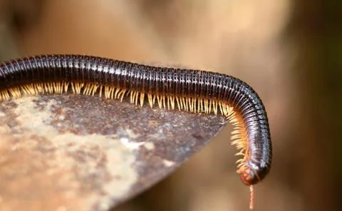 Millipede Stock Photos