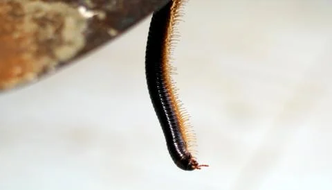 Millipede Stock Photos