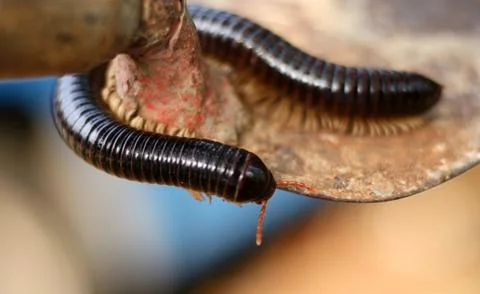 Millipede Foto stock