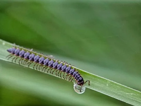 Millipede Stock Photos