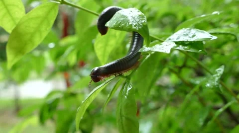 Millipede in rain Stock Footage 52717128