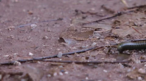 Millipede in rainforest Stock Footage 45711913