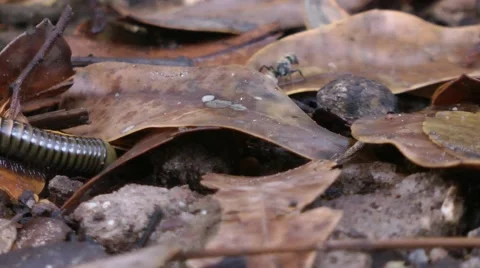 Millipede in rainforest Stock Footage 45713910