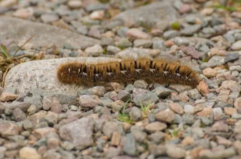 Millipede on rocks Stock Photos