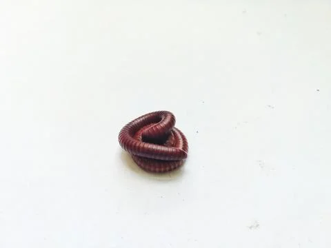 Millipede rolls out Stock Photos