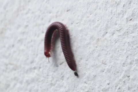 Millipede : Rusty millipede is a reddish-brown Stock-Fotos