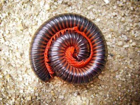 Millipede on sand Stock Photos