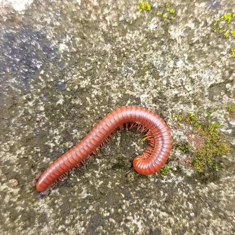 Millipede slowly crawling and rolling on textured rock. Stock Footage 346223755