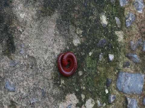 Millipede squat on floor cement Stock Footage 74287318