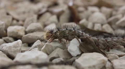 Millipede on the stones Stock Footage 49893024