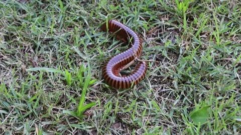 Millipede is stretching and walking slowly on the green grass Stock Footage 155010843
