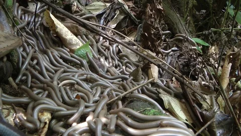 Millipede swarm, Malaysia Video stock 88548490