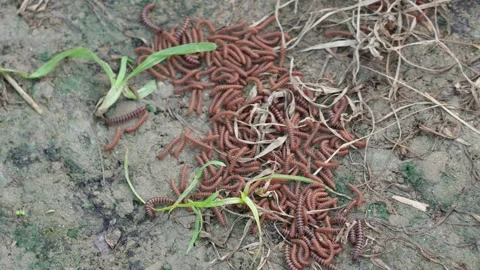 Millipede swarm on soil surface Stock Footage 320015799