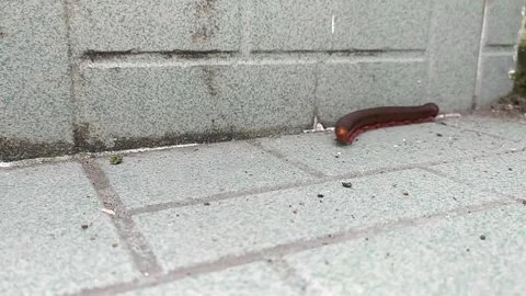 A millipede on the tiled floor trying to find food. Video stock 195190227