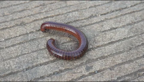 Millipede (Trigoniulus corallinus) walking on a concrete road Stock Footage 311271820